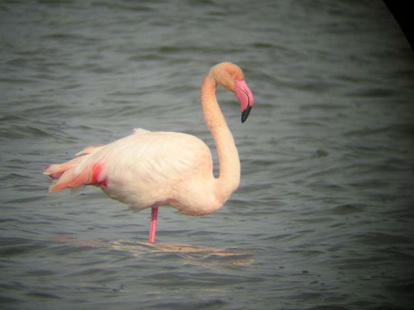 Flamant rose