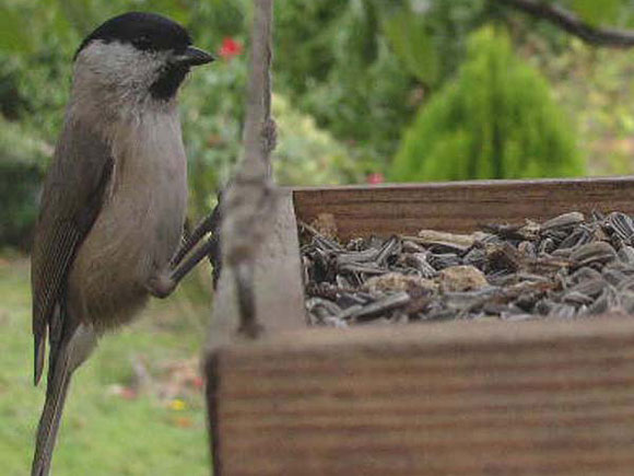 Mésange nonnette