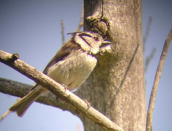 Mésange huppée