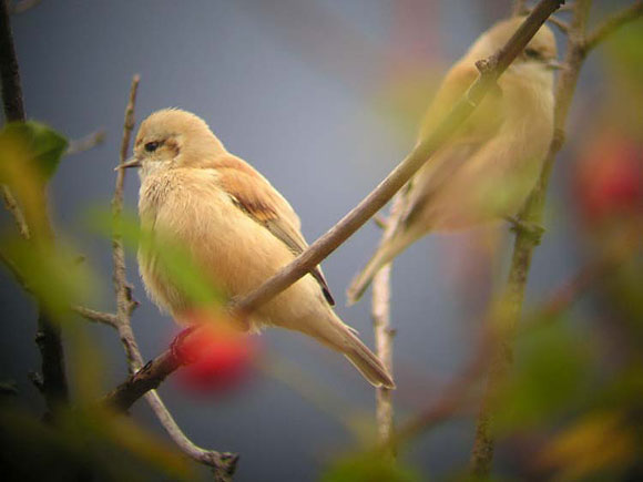 Rémiz penduline