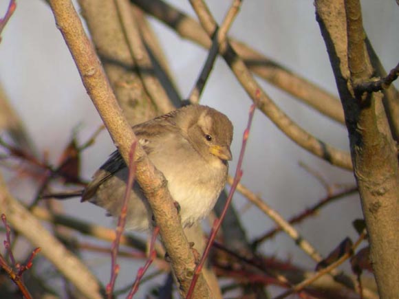 Moineau domestique