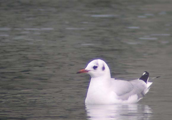 Mouette rieuse