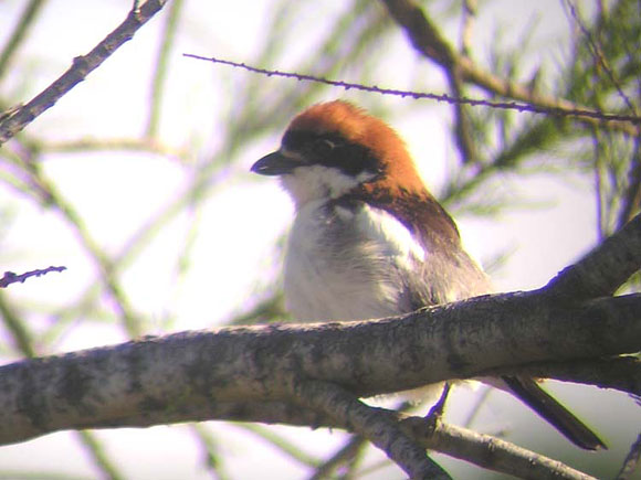 Pie-grièche à tête rousse