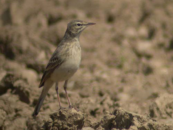 Pipit rousseline