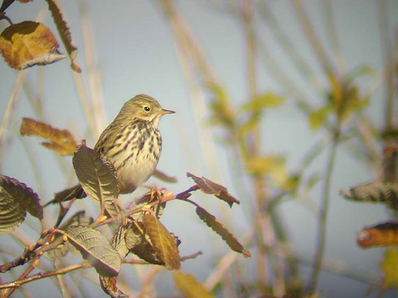 Pipit farlouse