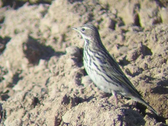 Pipit à gorge rousse