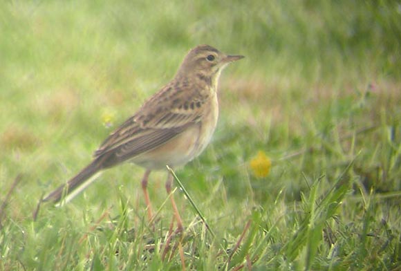 Pipit de Richard