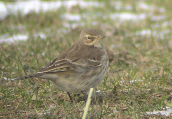 Pipit spioncelle