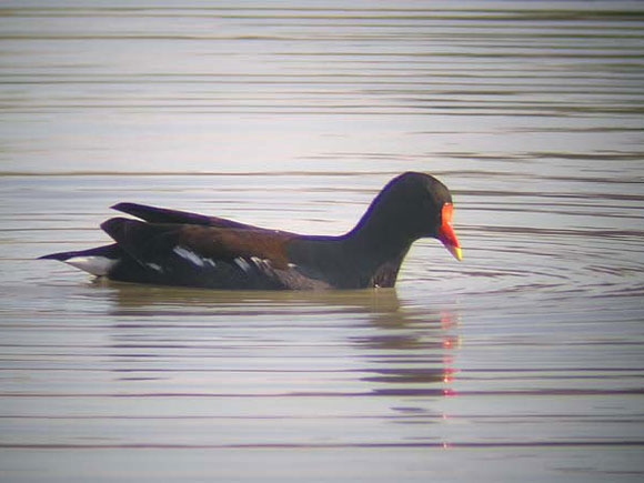 Gallinule poule d'eau