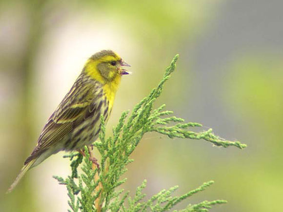 Serin cini