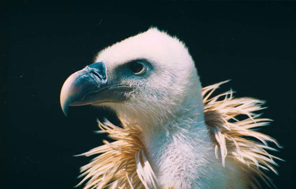Vautour fauve