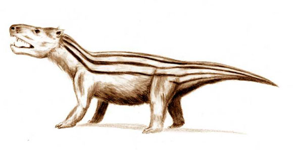 Cynognathus.jpg