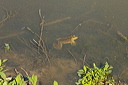 grenouilledsc_4830_dxo_raw