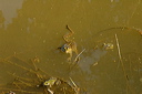 grenouilledsc_4832_dxo_raw