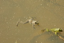 grenouilledsc_4838_dxo_raw