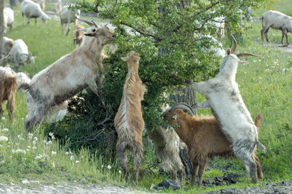 chevresdsc_4847_dxo_raw.jpg
