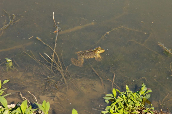 grenouilledsc_4830_dxo_raw.jpg