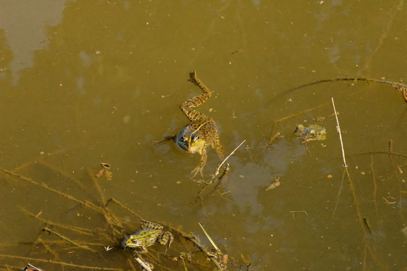 grenouilledsc_4832_dxo_raw.jpg