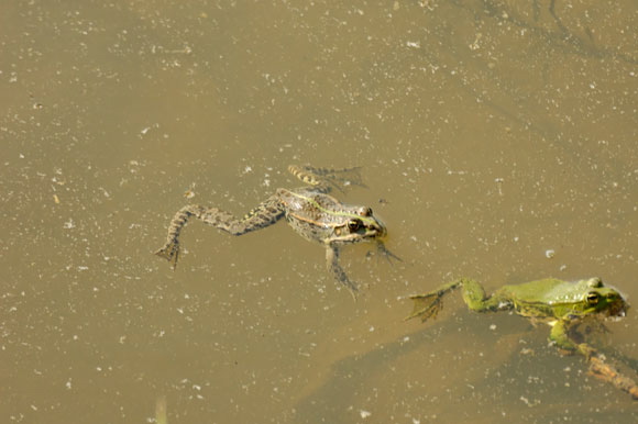 grenouilledsc_4838_dxo_raw.jpg