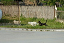 2chiensdsc_4875