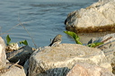 bergeronnettegrisejuvdsc_48