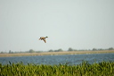 canarddsc_5078_dxo_raw