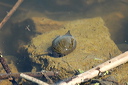 escargotdsc_4914_dxo_raw