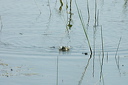 grenouilledsc_4916_dxo_raw