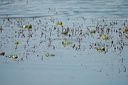grenouillesdsc_4960_dxo_raw