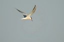 guifettemoustac-dsc_5085_dx