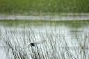 guifettemoutacdsc_4942_dxo_