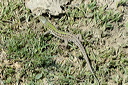 lezarddsc_4980_dxo_raw