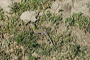 lezarddsc_4982_dxo_raw