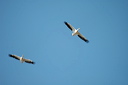pelicandsc_5028_dxo_raw