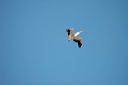 pelicandsc_5040_dxo_raw
