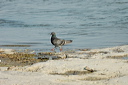 pigeondsc_4892_dxo_raw