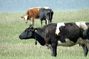 vachesdsc_5004_dxo_raw