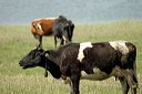 vachesdsc_5005_dxo_raw