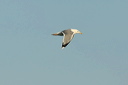xdsc_5090_dxo_raw