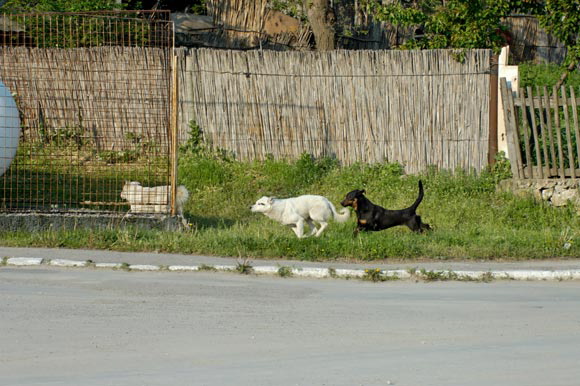 2chiensdsc_4875.jpg
