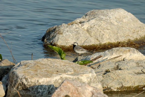 bergeronnettegrisedsc_4856.jpg