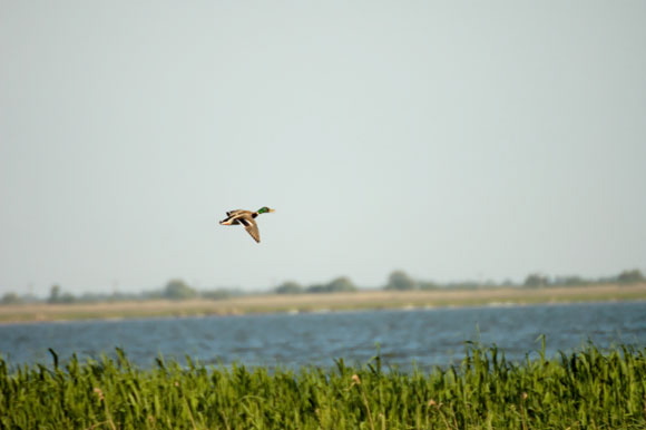 canarddsc_5078_dxo_raw.jpg