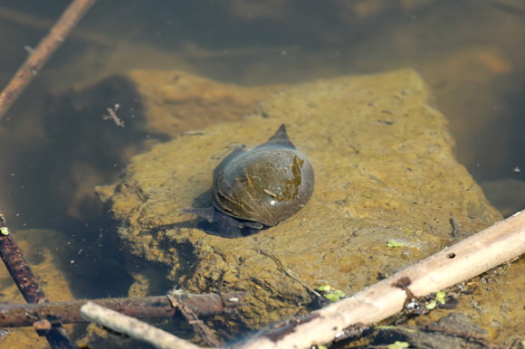 escargotdsc_4914_dxo_raw.jpg