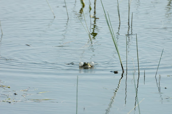 grenouilledsc_4916_dxo_raw.jpg