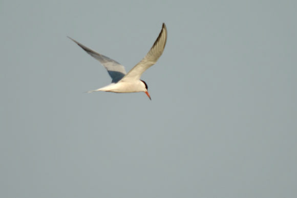 guifettemoustac-dsc_5085_dx.jpg