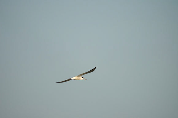 guifettemoustac-dsc_5087_dx.jpg