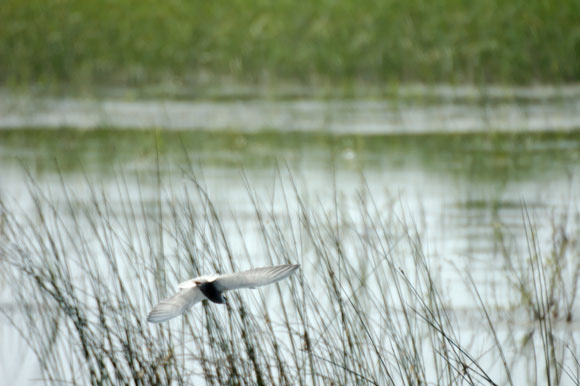 guifettemoutacdsc_4942_dxo_.jpg