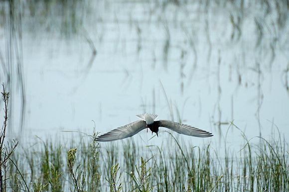 guifettemoutacdsc_4948_dxo_.jpg