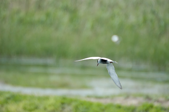 guifettemoutacdsc_4992_dxo_.jpg