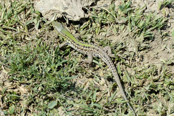 lezarddsc_4980_dxo_raw.jpg